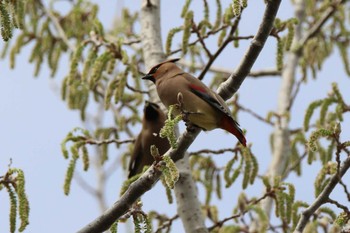 Japanese Waxwing 山田池公園 Sun, 4/7/2024