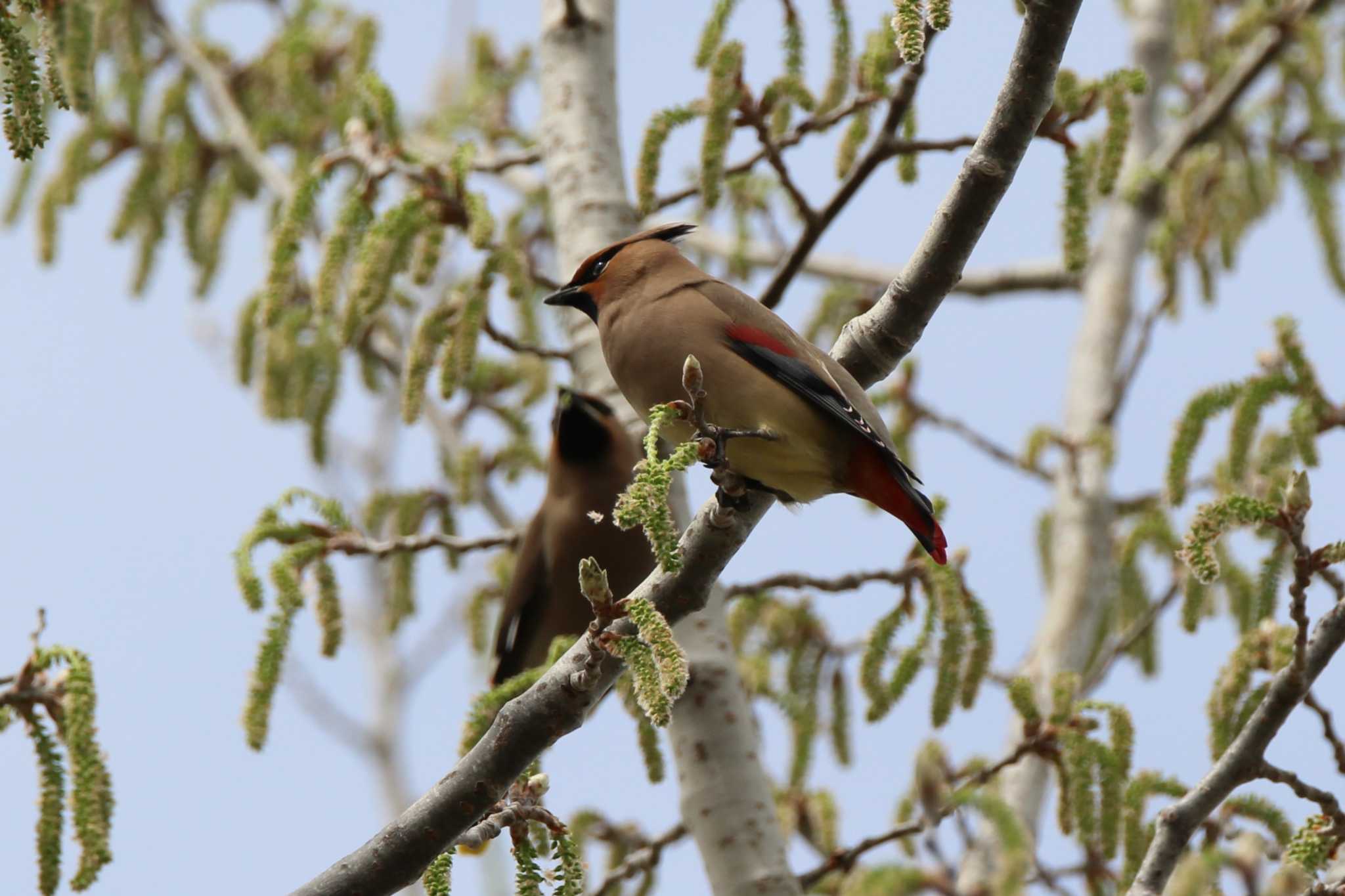 Photo of Japanese Waxwing at 山田池公園 by Ryoji-ji