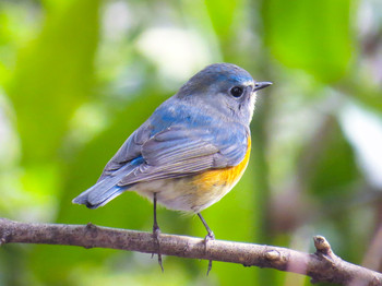 Red-flanked Bluetail Meiji Jingu(Meiji Shrine) Tue, 2/18/2014