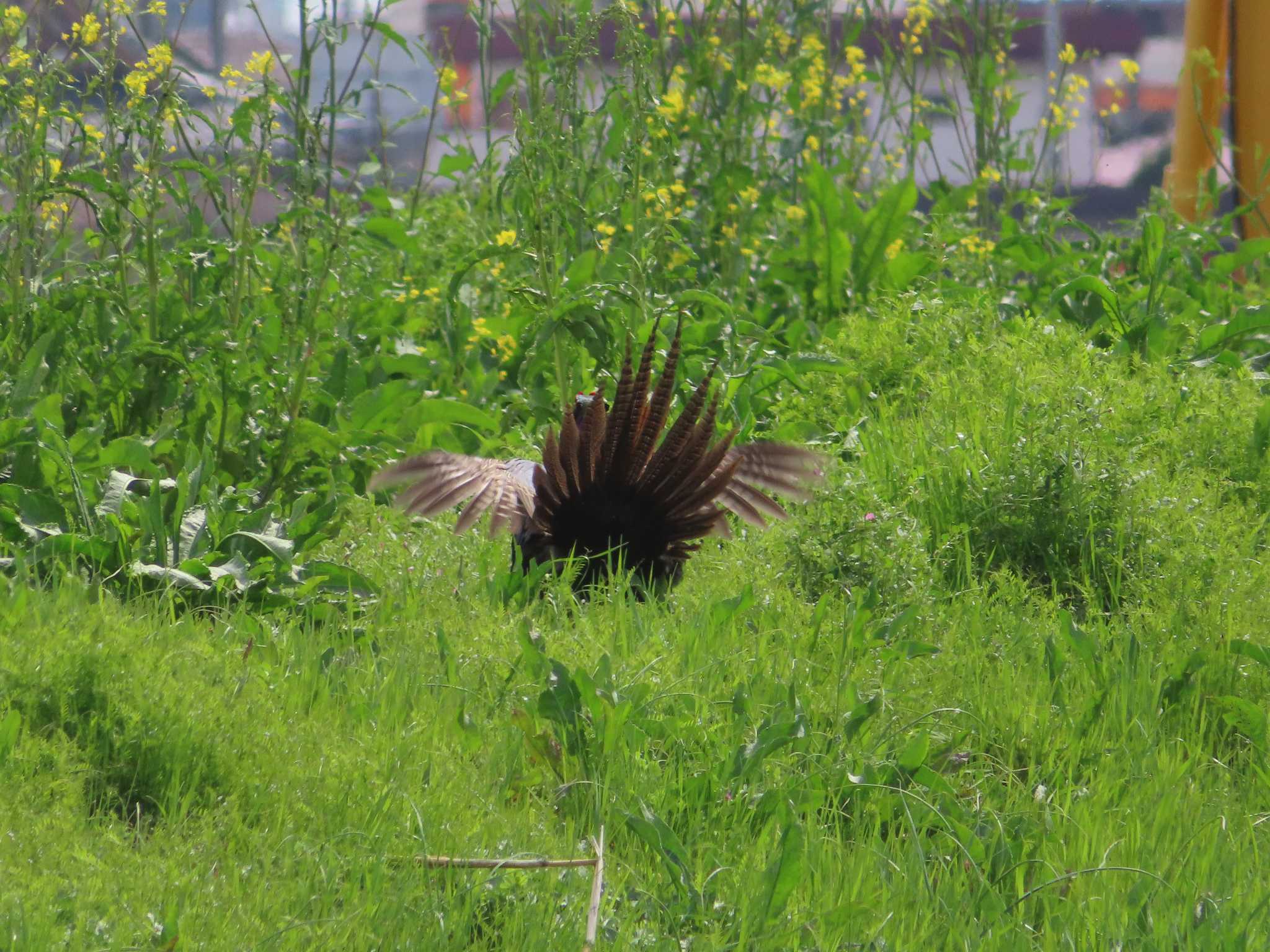 Photo of Green Pheasant at 春日部市 by kou