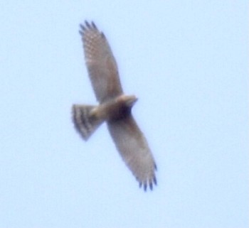 Grey-faced Buzzard Kasai Rinkai Park Sun, 4/7/2024