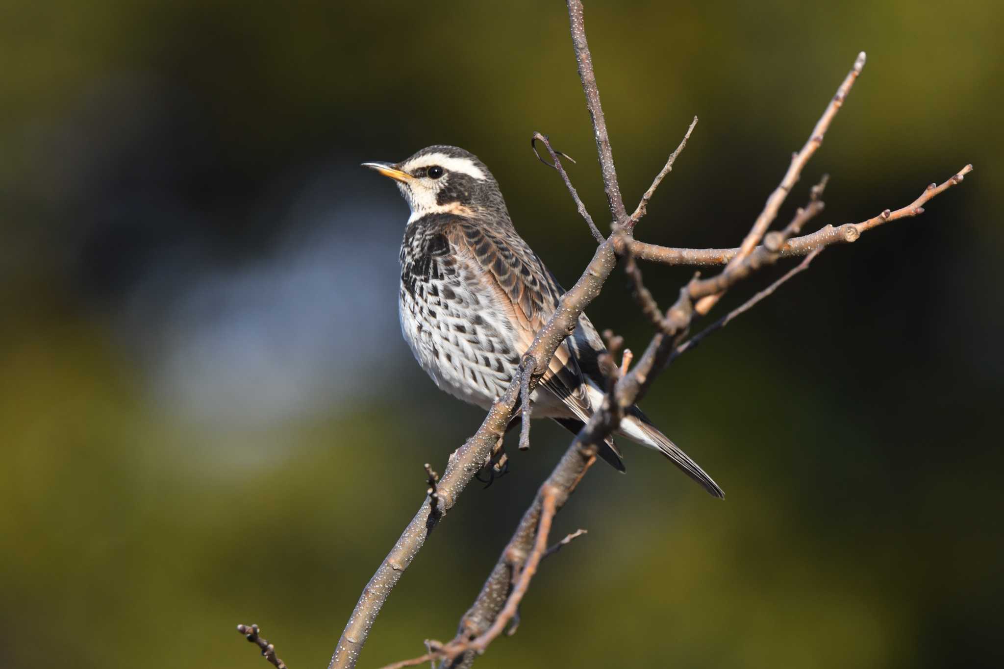 Dusky Thrush