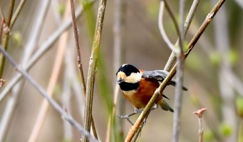 Varied Tit 鶴ヶ池 Sun, 3/31/2024