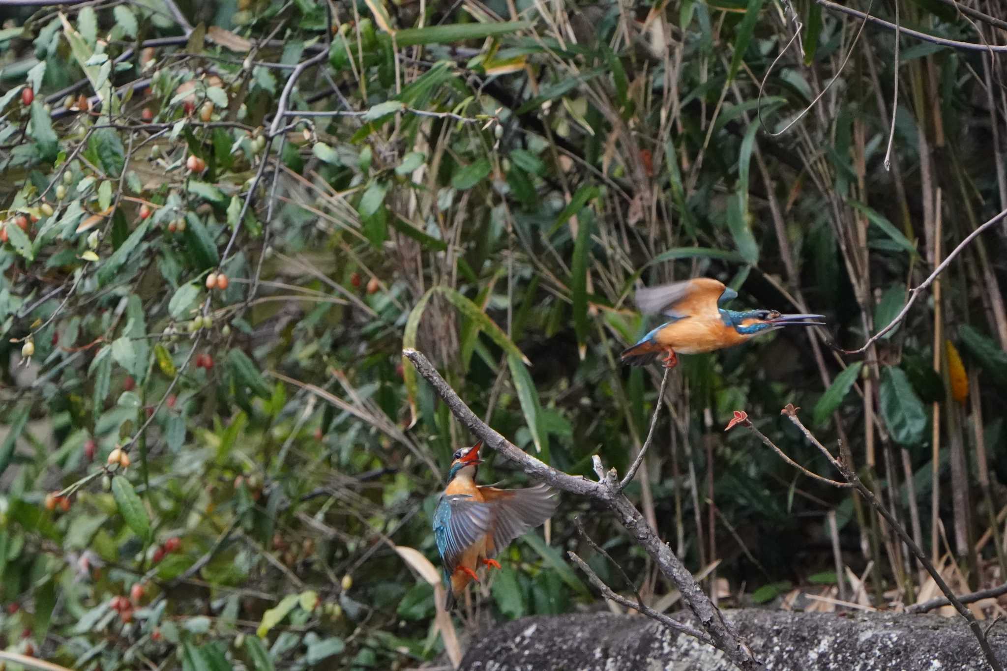 Photo of Common Kingfisher at Kodomo Shizen Park by tacya2