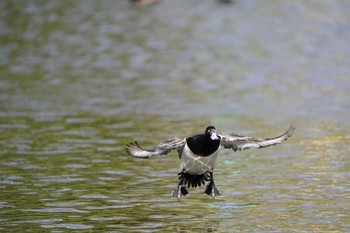 キンクロハジロ こども自然公園 (大池公園/横浜市) 2024年3月31日(日)