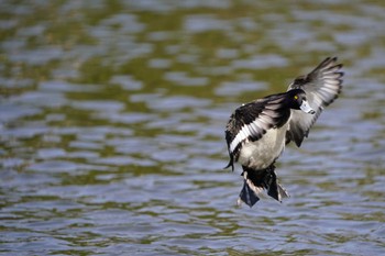 キンクロハジロ こども自然公園 (大池公園/横浜市) 2024年3月31日(日)