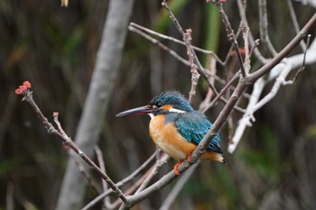 カワセミ こども自然公園 (大池公園/横浜市) 2024年4月6日(土)