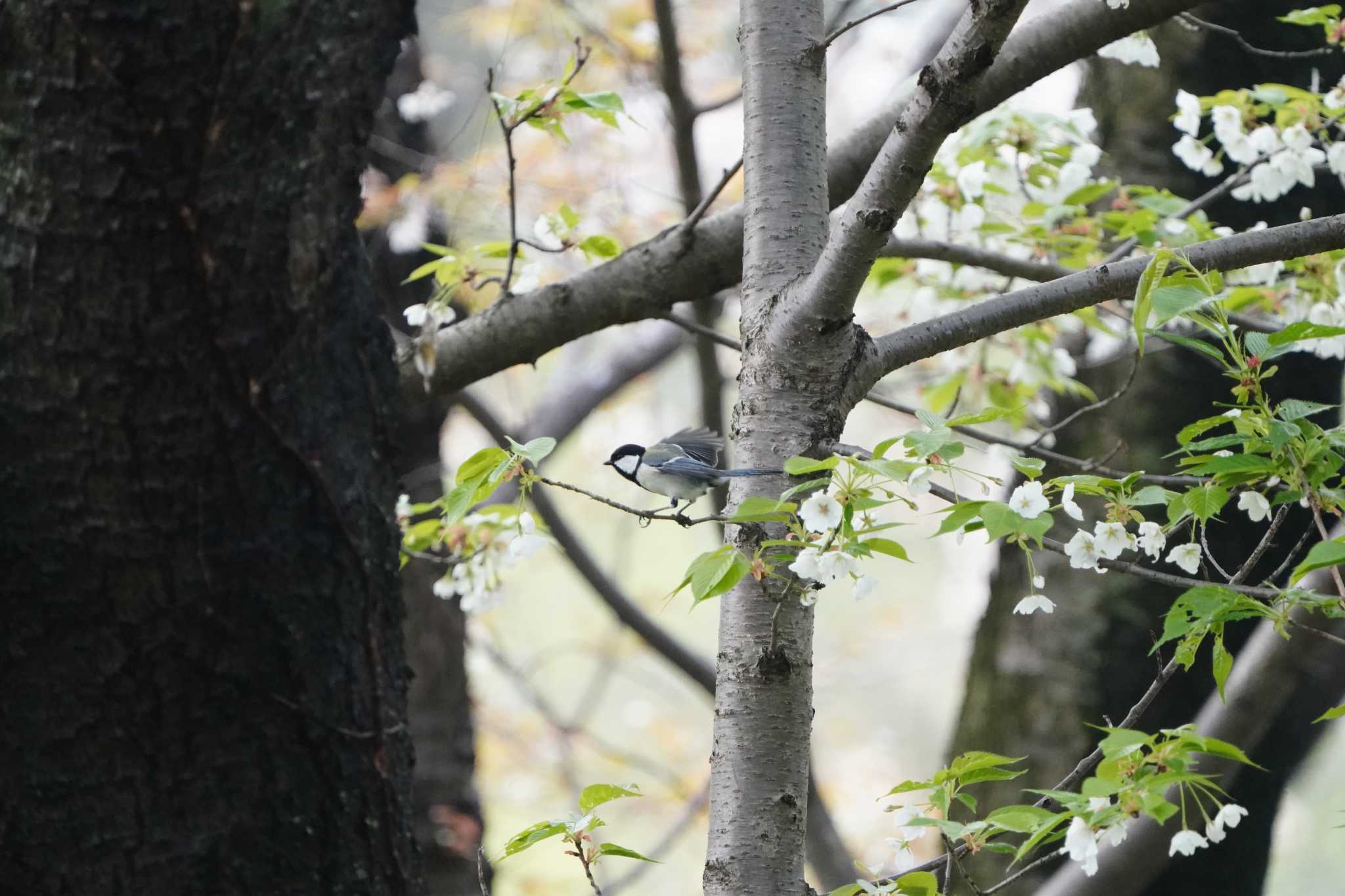 Photo of Japanese Tit at 根岸森林公園(横浜市) by tacya2