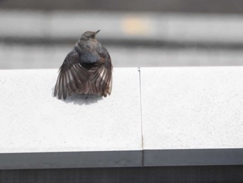 Blue Rock Thrush 浦和区 Sun, 4/7/2024