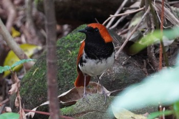 Ryukyu Robin Amami Nature Observation Forest Sat, 3/23/2024