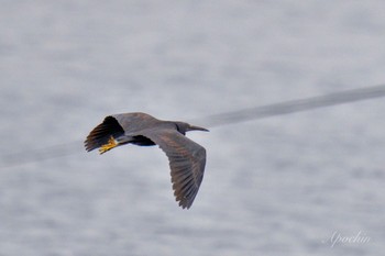 Pacific Reef Heron 真鶴岬 Sat, 4/6/2024