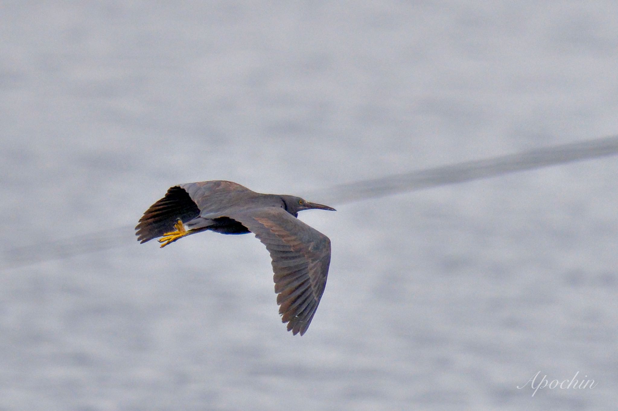 Pacific Reef Heron