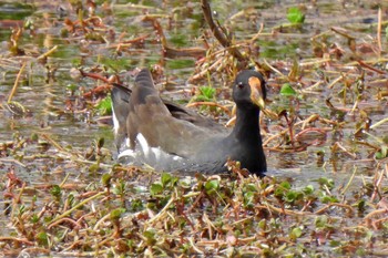 Common Moorhen 中島池 Sat, 4/6/2024