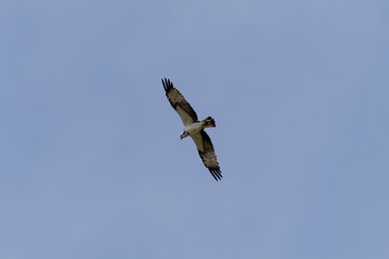 Osprey 柳瀬川 Sun, 4/7/2024