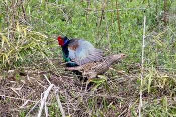 Green Pheasant 柳瀬川 Sun, 4/7/2024