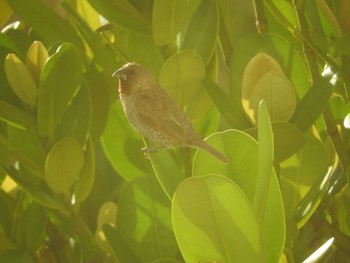 Scaly-breasted Munia 沖縄 Sat, 7/7/2018