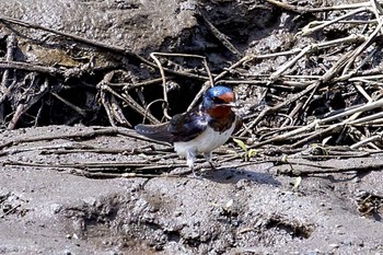 Barn Swallow 黒目川 Sun, 4/7/2024