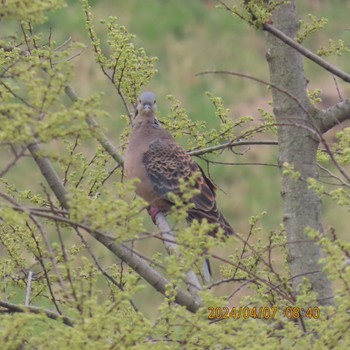 Oriental Turtle Dove 利根運河 Sun, 4/7/2024