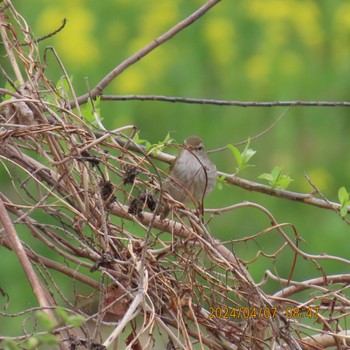 Japanese Bush Warbler 利根運河 Sun, 4/7/2024