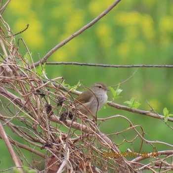 Japanese Bush Warbler 利根運河 Sun, 4/7/2024