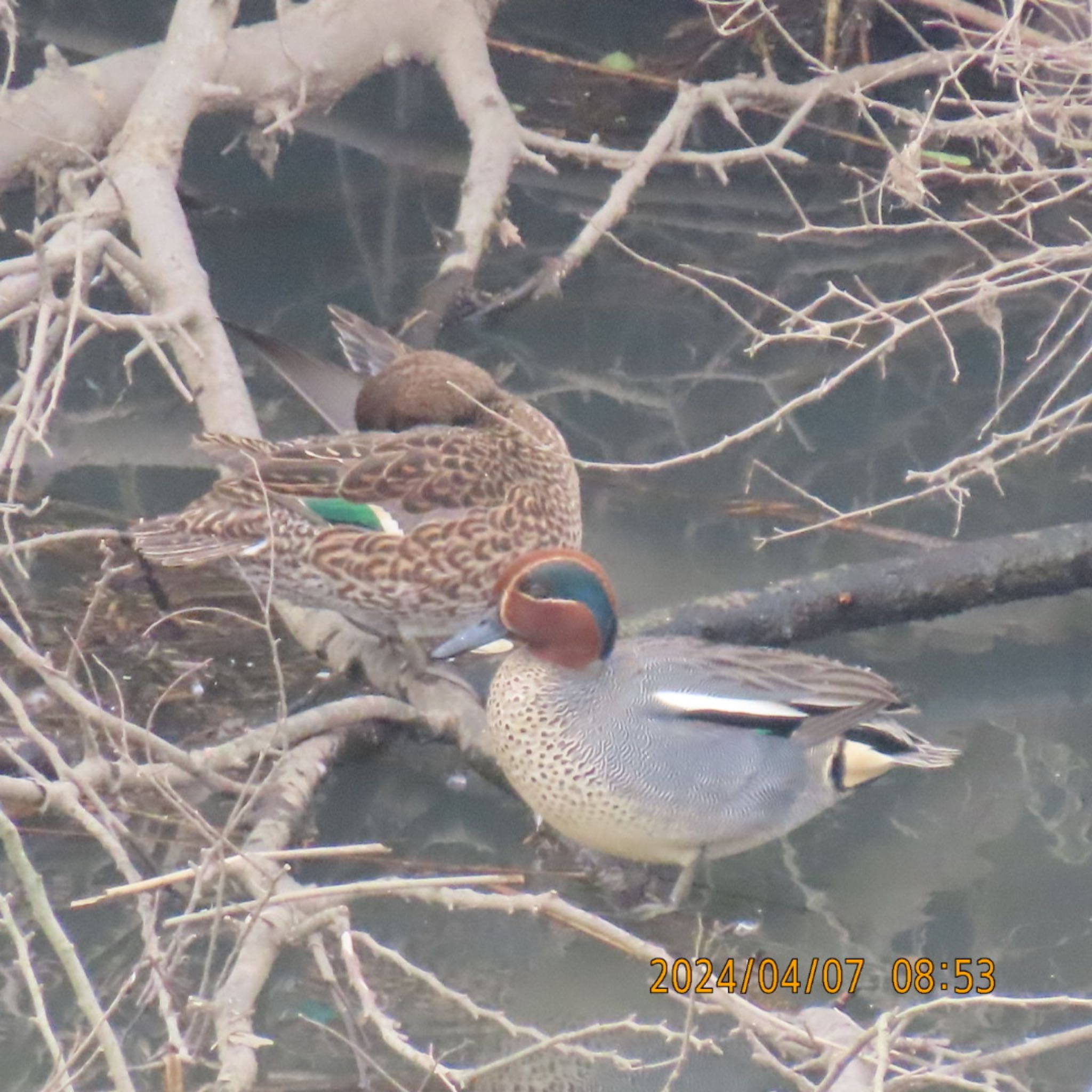 Photo of Eurasian Teal at 利根運河 by 焼き芋