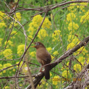 ガビチョウ 理窓会記念自然公園 2024年4月7日(日)