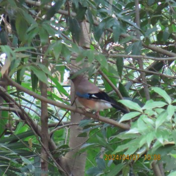 Eurasian Jay 理窓会記念自然公園 Sun, 4/7/2024