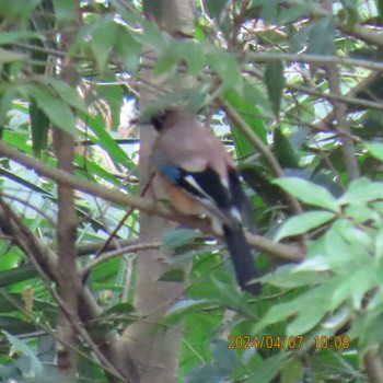 Eurasian Jay 理窓会記念自然公園 Sun, 4/7/2024