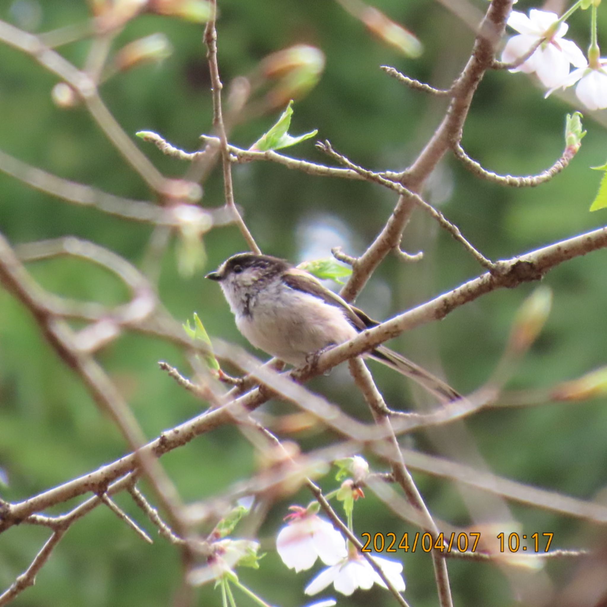 Photo of Long-tailed Tit at 理窓会記念自然公園 by 焼き芋