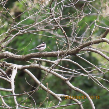 Long-tailed Tit 理窓会記念自然公園 Sun, 4/7/2024