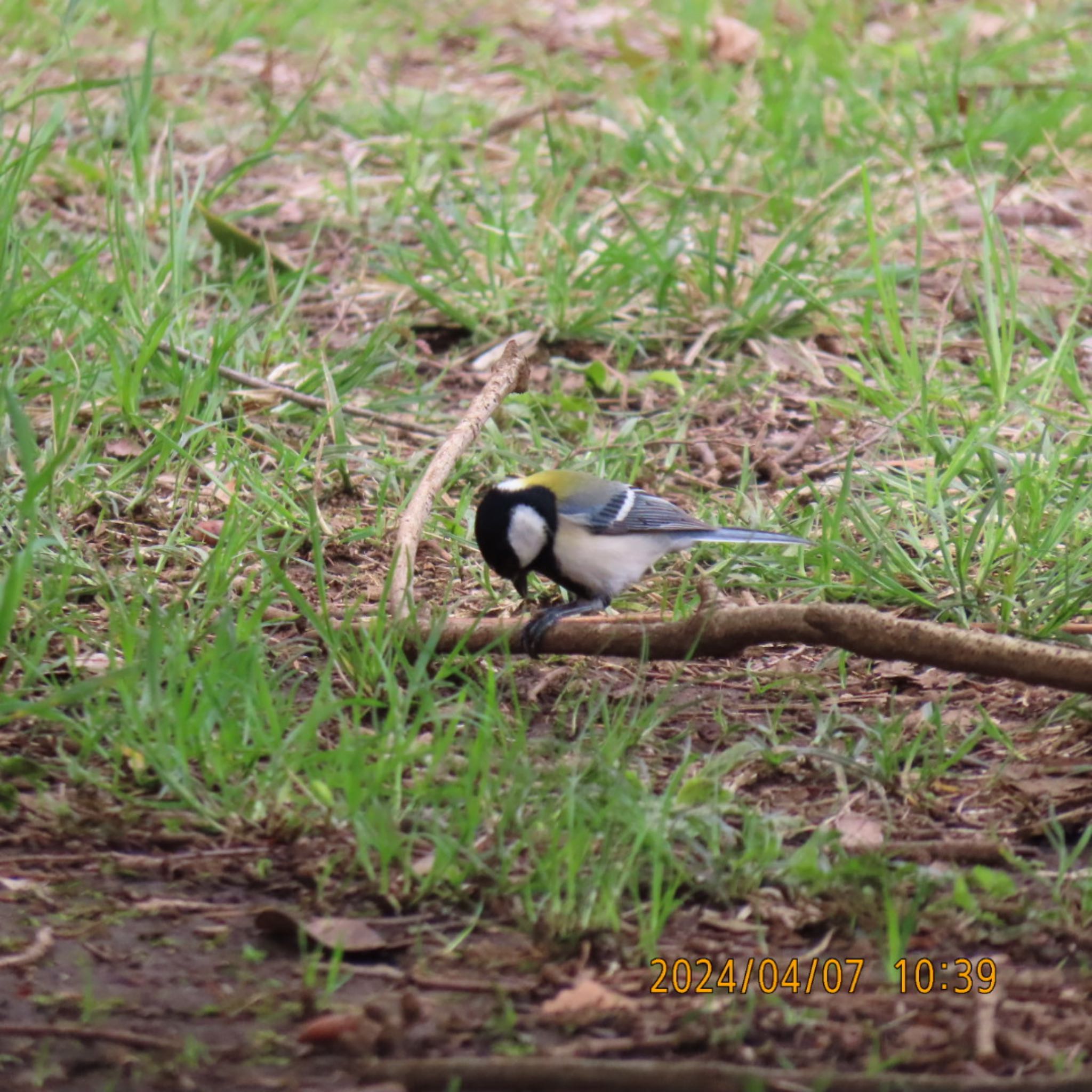 Japanese Tit