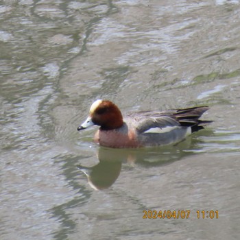 Eurasian Wigeon 利根運河 Sun, 4/7/2024