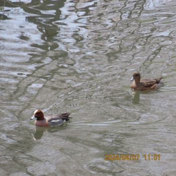 Eurasian Wigeon 利根運河 Sun, 4/7/2024