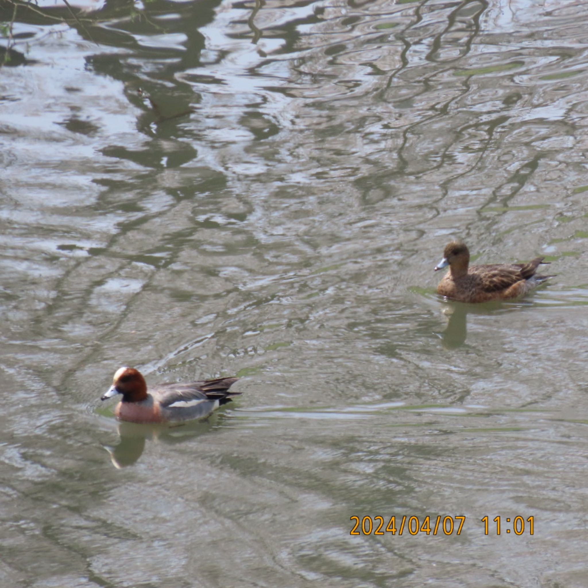 Eurasian Wigeon