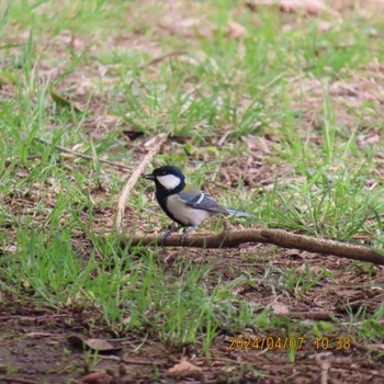 Japanese Tit 理窓会記念自然公園 Sun, 4/7/2024