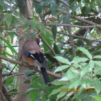 Eurasian Jay 理窓会記念自然公園 Sun, 4/7/2024