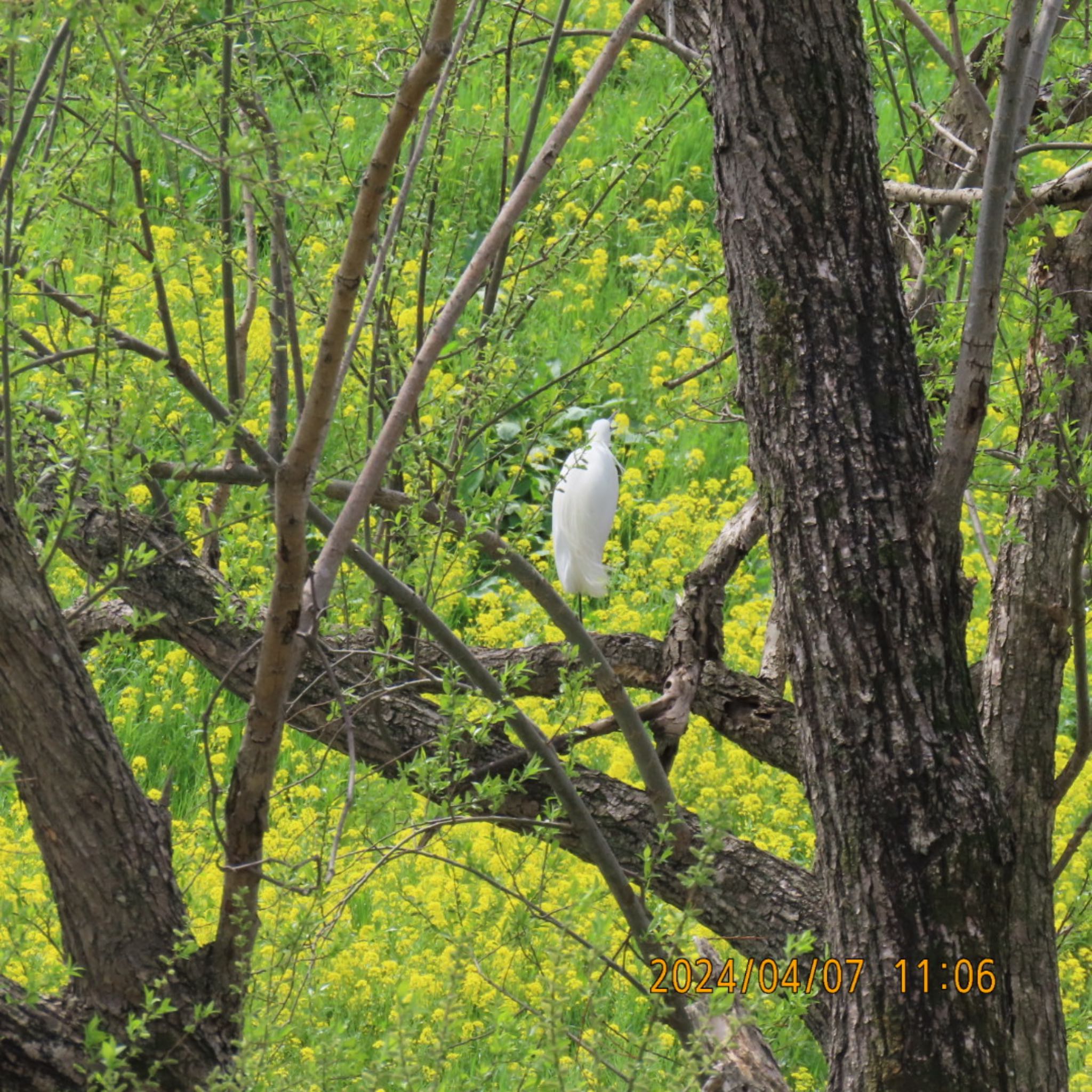 Photo of Little Egret at 利根運河 by 焼き芋