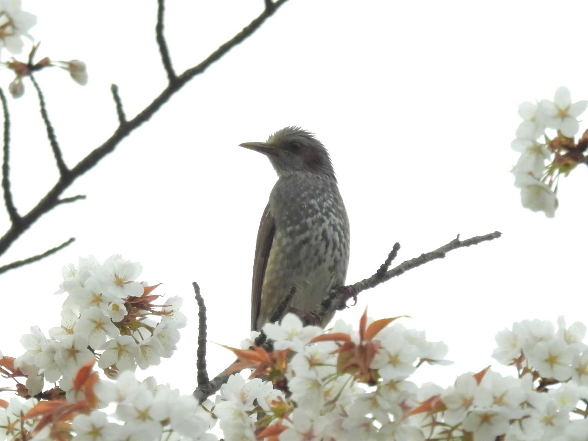 Photo of Brown-eared Bulbul at Kyoto Gyoen by ゆりかもめ