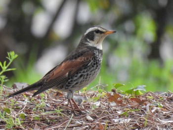 Dusky Thrush Kyoto Gyoen Fri, 4/5/2024