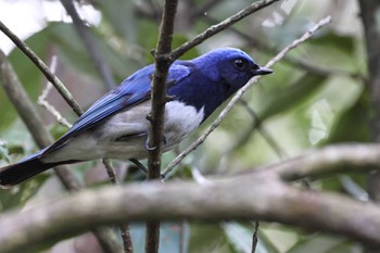 Blue-and-white Flycatcher 静岡県立森林公園 Sun, 4/7/2024