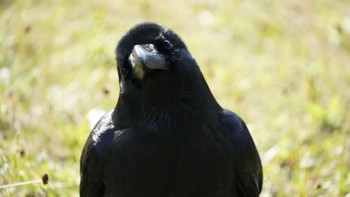 Large-billed Crow Hama-rikyu Gardens Sun, 4/7/2024