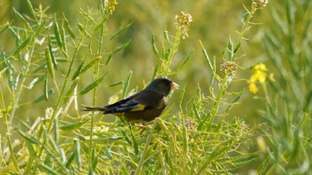 Grey-capped Greenfinch Hama-rikyu Gardens Sun, 4/7/2024