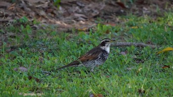 Dusky Thrush Hama-rikyu Gardens Sun, 4/7/2024