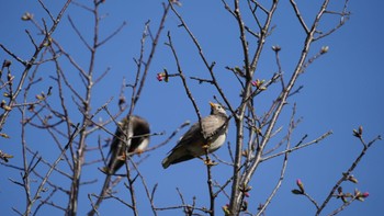 White-cheeked Starling Hama-rikyu Gardens Sun, 4/7/2024