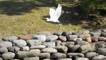 コサギ 浜離宮恩賜庭園 2024年4月7日(日)