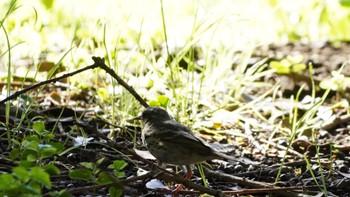 Olive-backed Pipit Hama-rikyu Gardens Sun, 4/7/2024