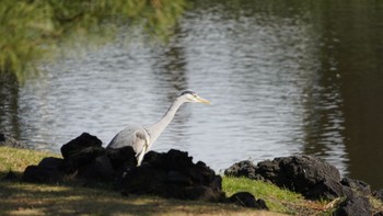 Grey Heron Hama-rikyu Gardens Sun, 4/7/2024