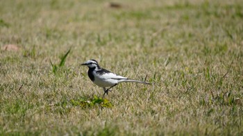 White Wagtail Hama-rikyu Gardens Sun, 4/7/2024