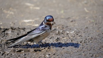 Barn Swallow Hama-rikyu Gardens Sun, 4/7/2024