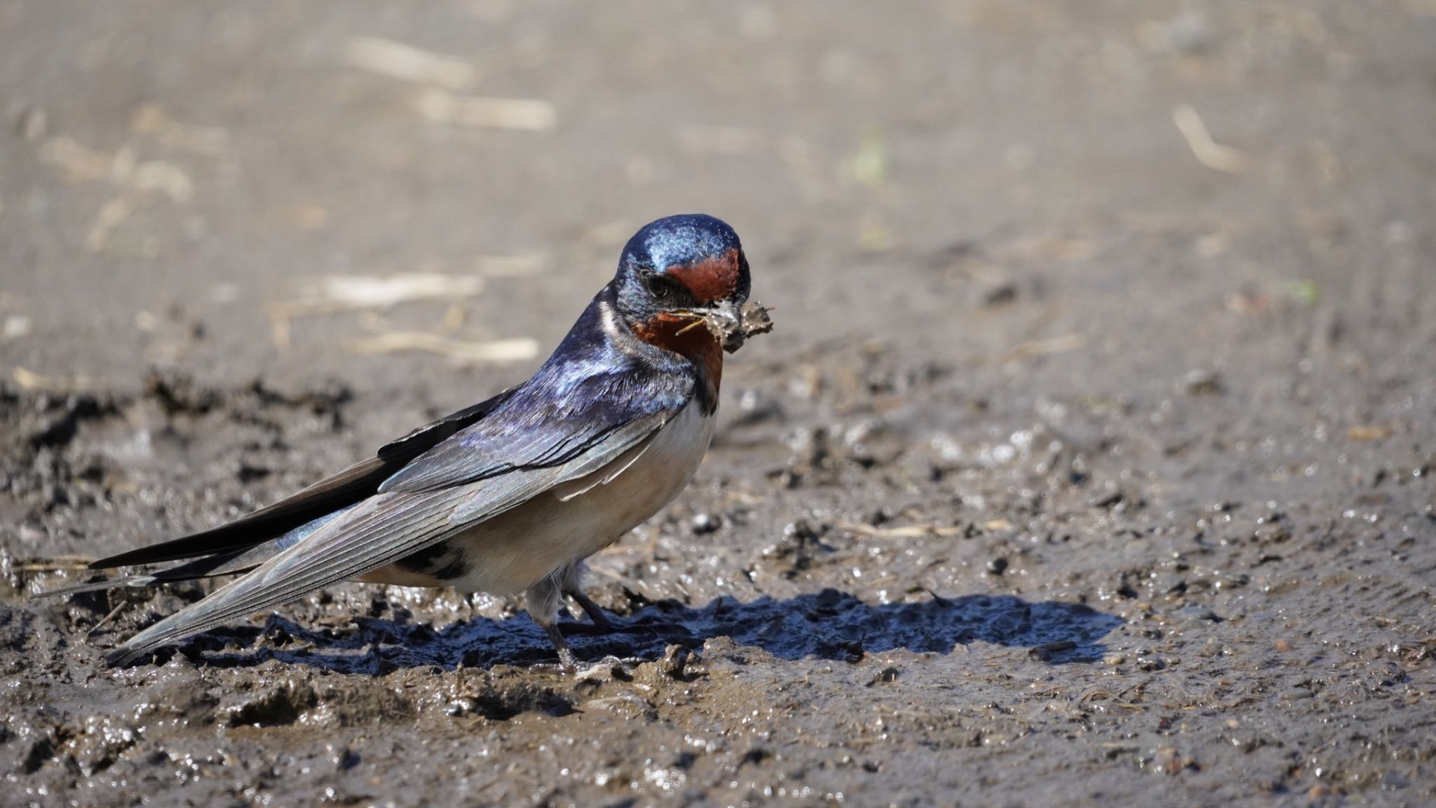 Photo of Barn Swallow at Hama-rikyu Gardens by numoco